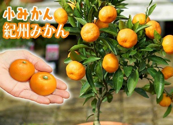 日本人为什么喜欢吃橘子,日本过年为什么吃橘子