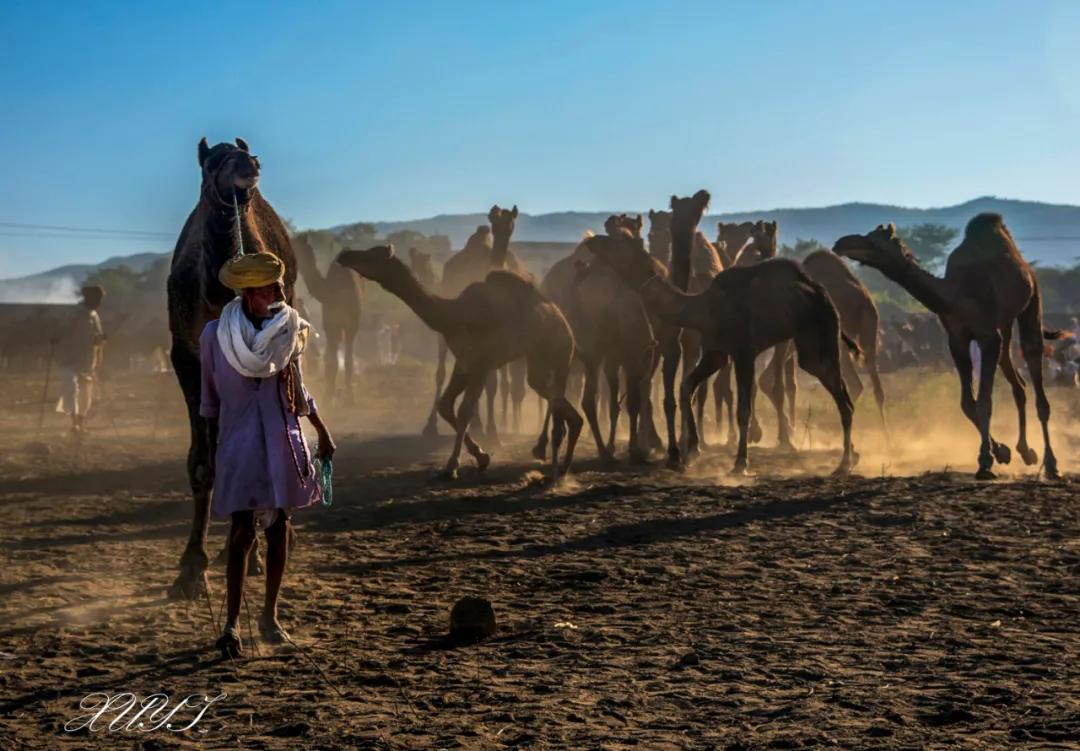 津门网徐屹：印度骆驼节上的人们（上）