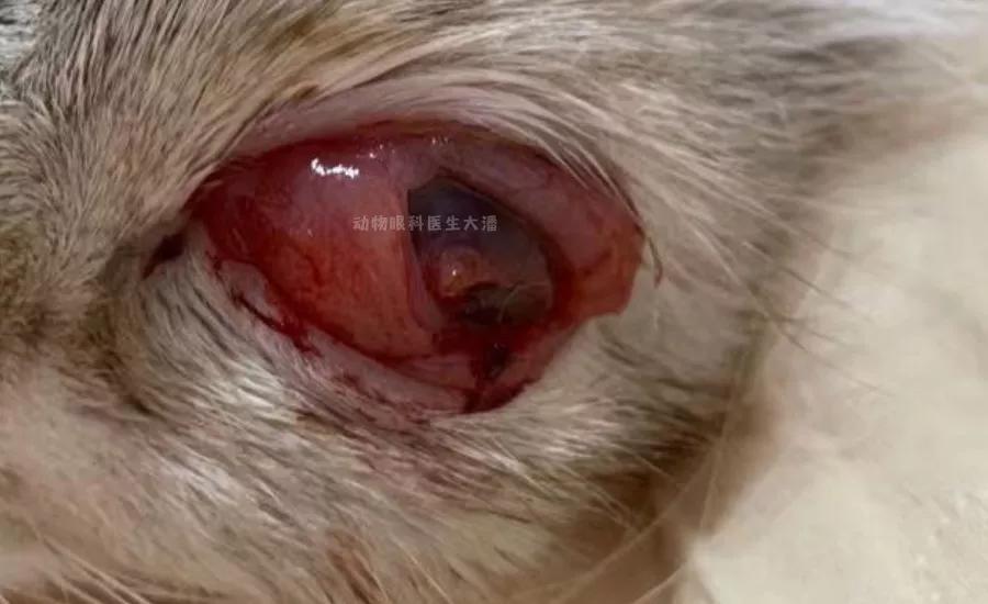 猫眼睛化脓红肿用什么眼药水,猫眼睛睁不开流眼泪还红肿