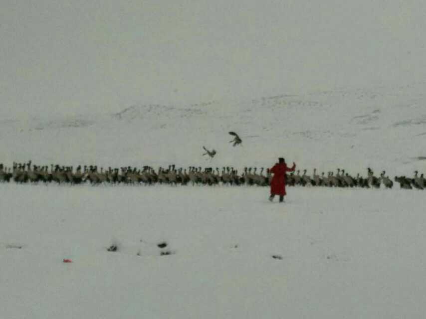 云南昭通大山包黑颈鹤攻略,云南黑颈鹤旅游