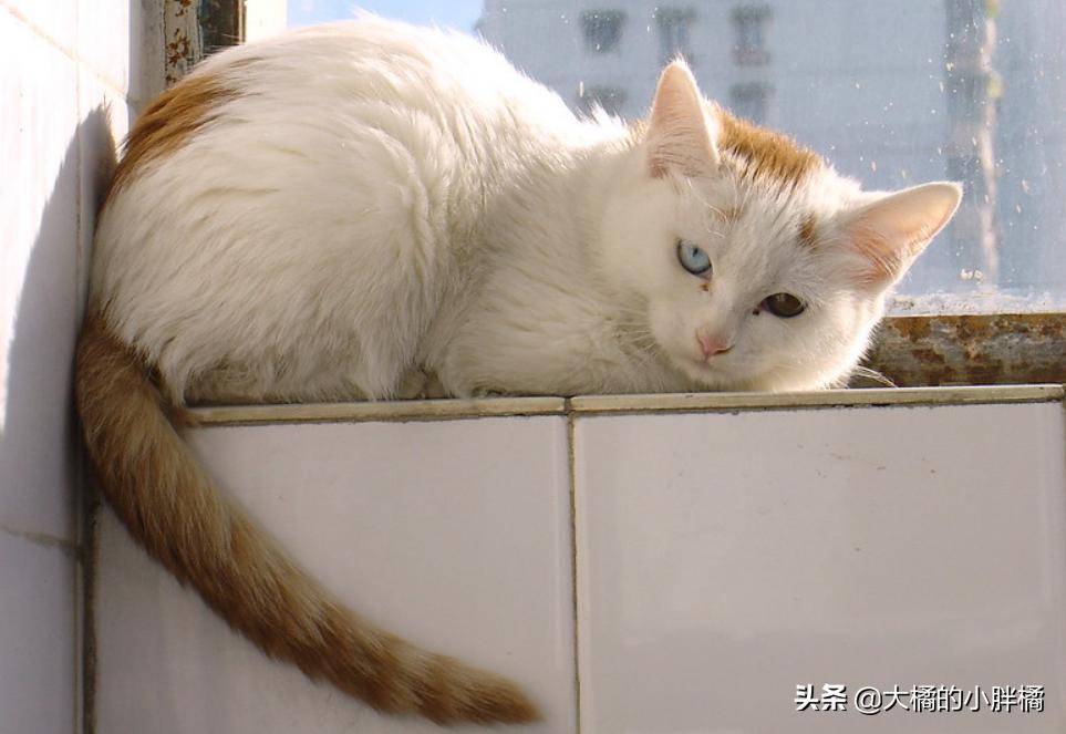 抓猫时不能犯的4个错误，一定要考虑猫咪的感受，你这样抓过吗？