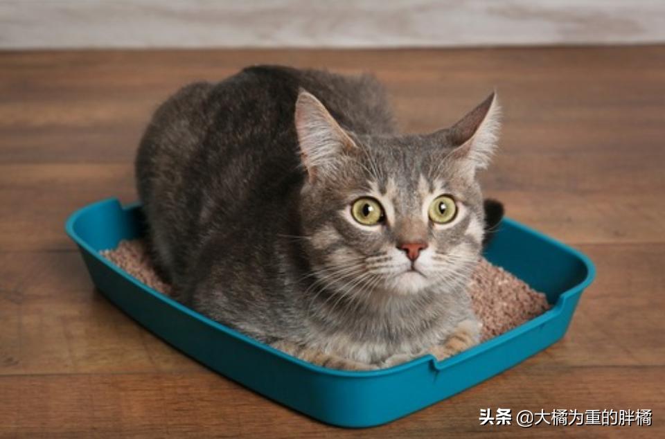 猫咪粪便异常的臭是怎么回事,看猫咪的便便来判断病情