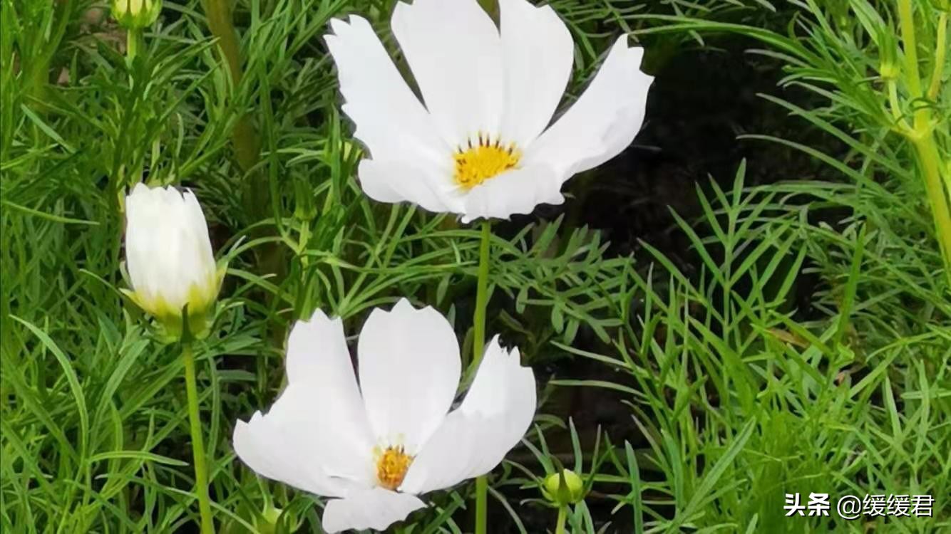 父亲突发脑出血昏迷一年了,脑出血昏迷建议转院吗