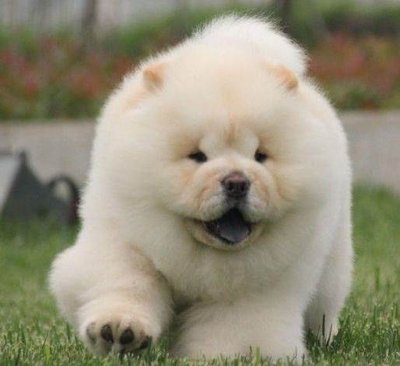 养松狮犬觉得挺温和的,为什么松狮犬出门了就不听使唤了