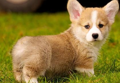 柯基的优点和缺点,柯基狗有什么优点吗