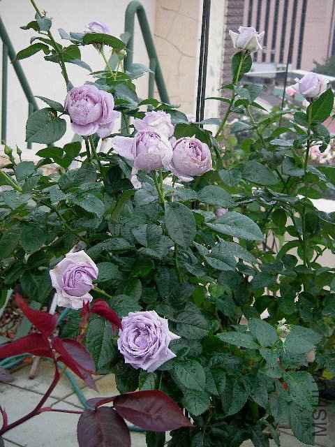 99棵月季,最值得入手的玫瑰月季