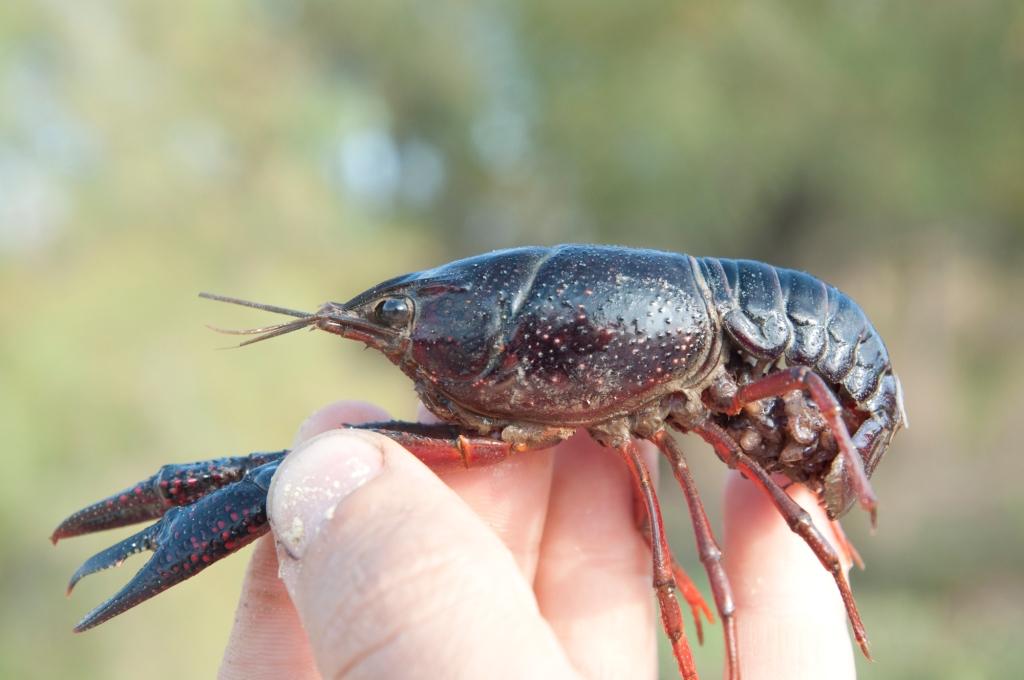 小龙虾怎么才能做得高端大气上档次?