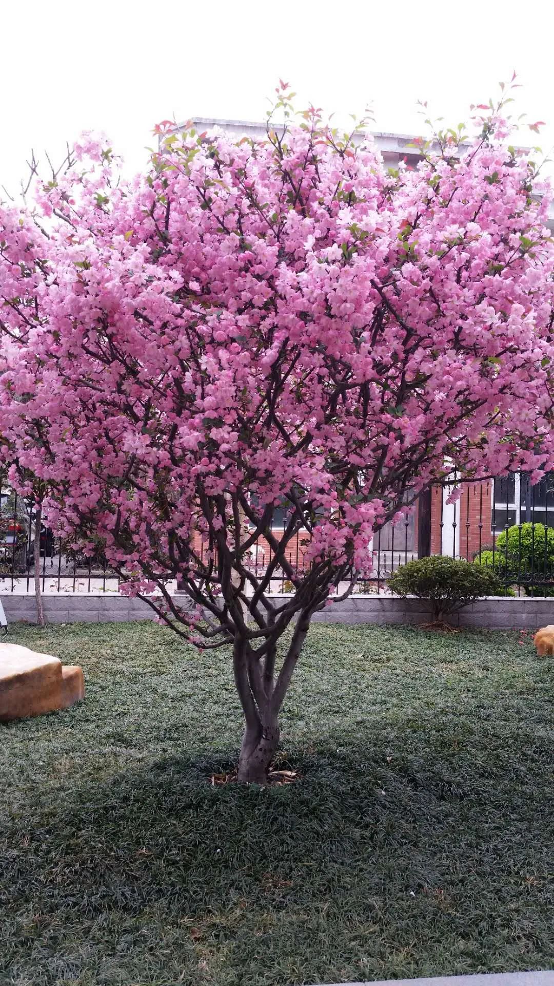 江阴新桥最美庭院,江苏江阴阳台风景