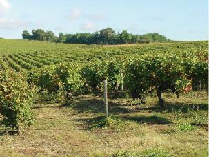 寻酒记蓝瓶,寻酒记酒馆