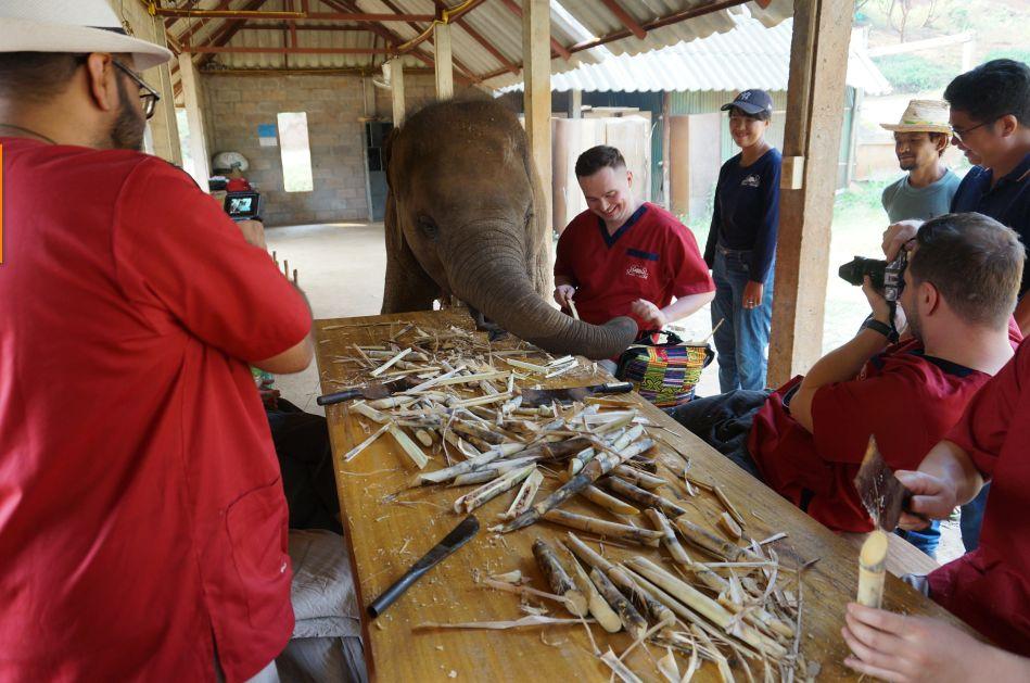 清迈大象义工,清迈大象救助营