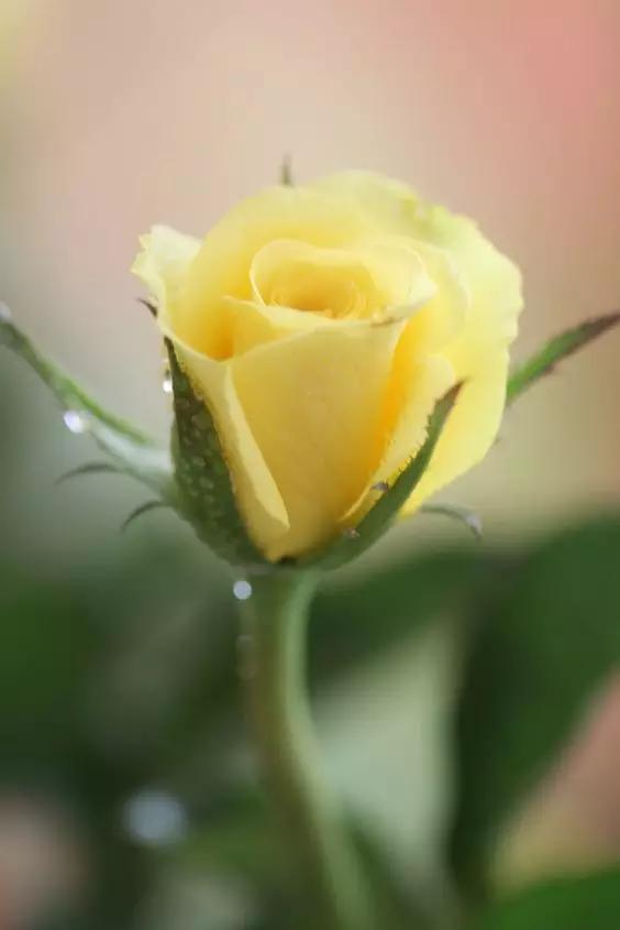 至爱之花,至爱之花歌曲