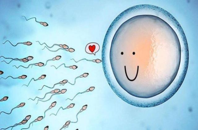 排卵了才能着床吗,排卵以后精子与卵子结合需要几天