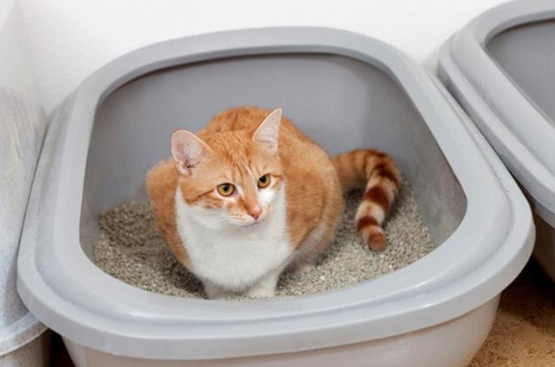 猫咪便便臭有血,猫咪呕吐便便很臭是怎么回事