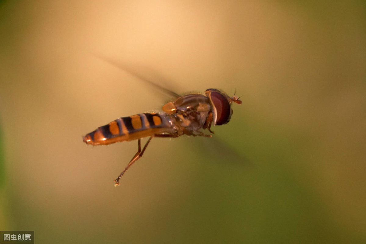 长得像蜜蜂确是苍蝇的亲戚,行为又是益虫的一种生物——食蚜蝇