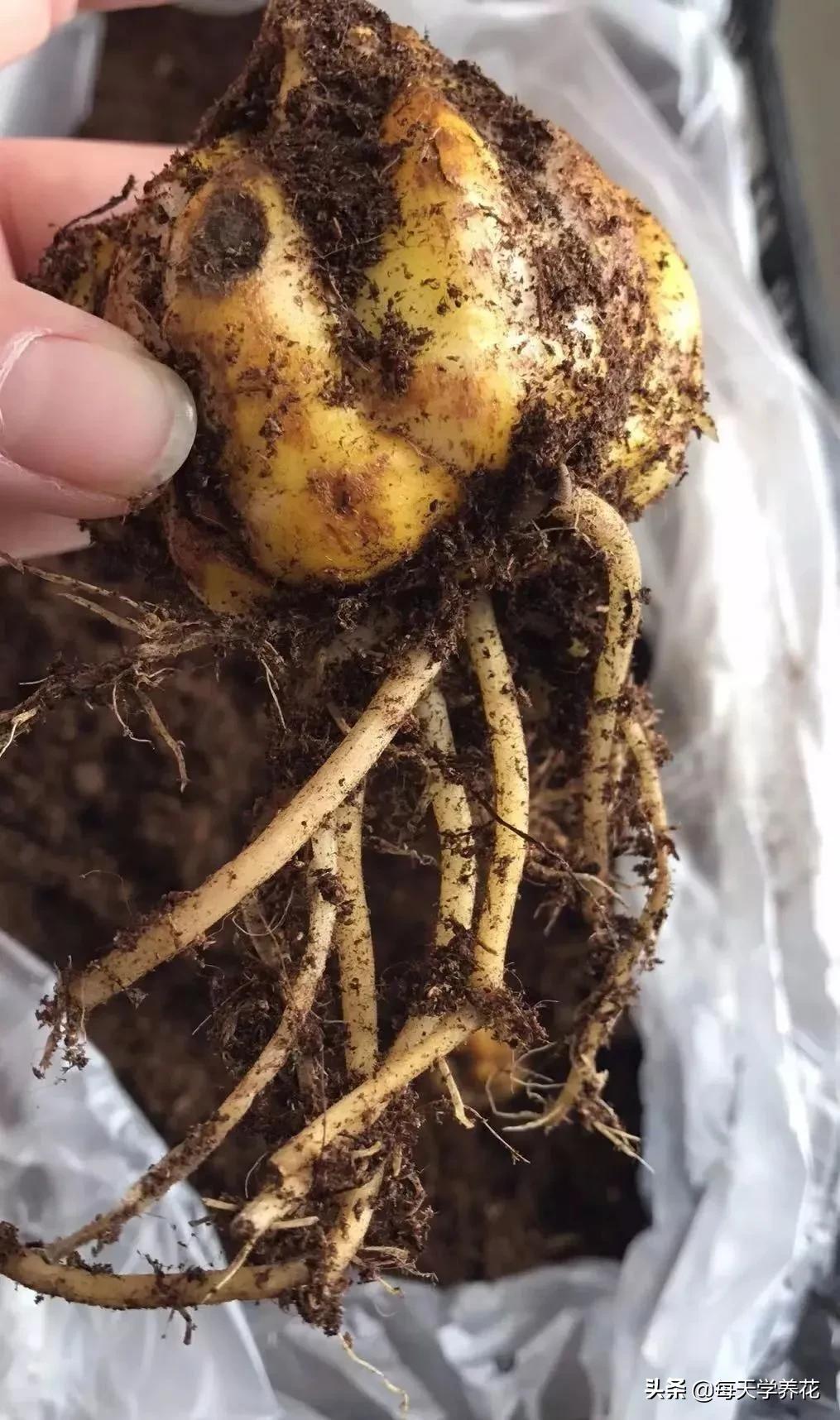 百合虫害的防治方法,百合病虫防治和管理