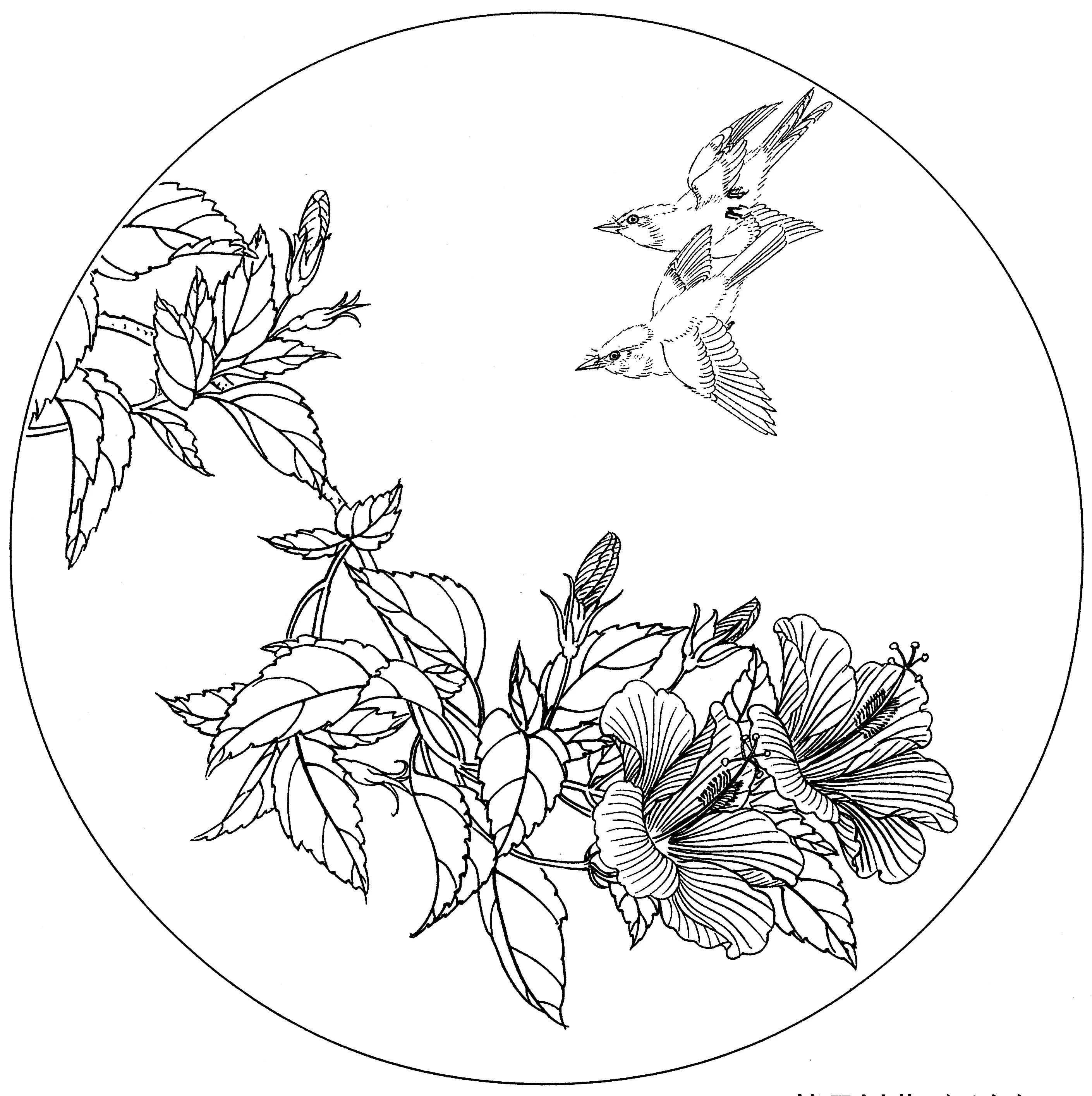 花鸟工笔四条屏白描高清大图,牡丹六尺横幅白描工笔花鸟底稿