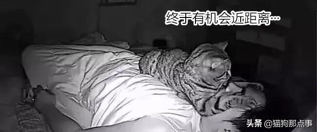 养了5年的猫居然让我丢掉,养了五年的猫很想把它扔了