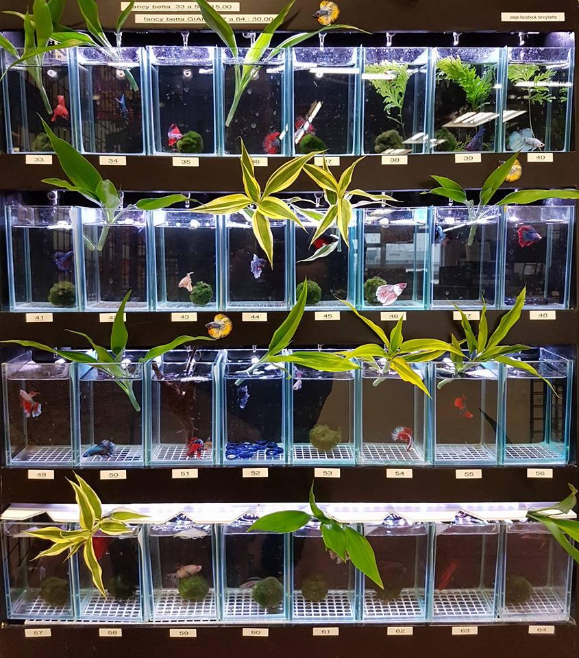 全部泰国斗鱼,泰国斗鱼品种图鉴大全