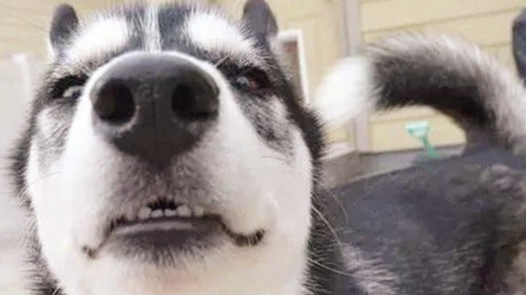 二哈能有多蠢,二哈能蠢到如此地步