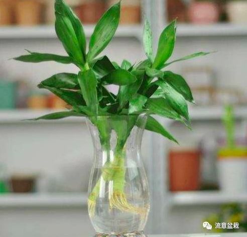 富贵竹叶子发黄怎么救还没有生根,平安竹叶子发黄干枯怎么补救