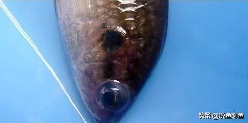 中国斗鱼生虱怎么治疗,锚头蚤寄生虫怎样治疗