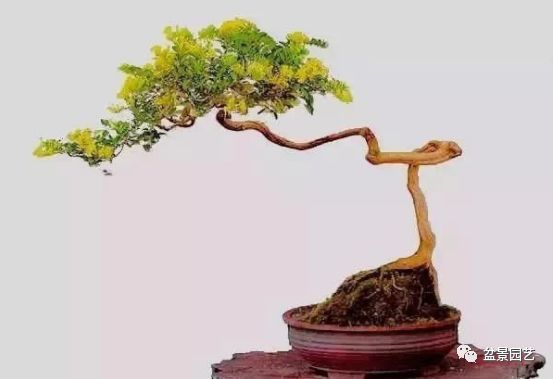 有哪些经典盆景树种,最值得收藏的六种盆景树种是哪些