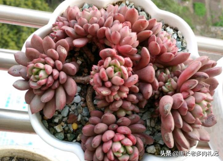 多肉蓝精灵长花箭咋办,红宝石为什么又细又长