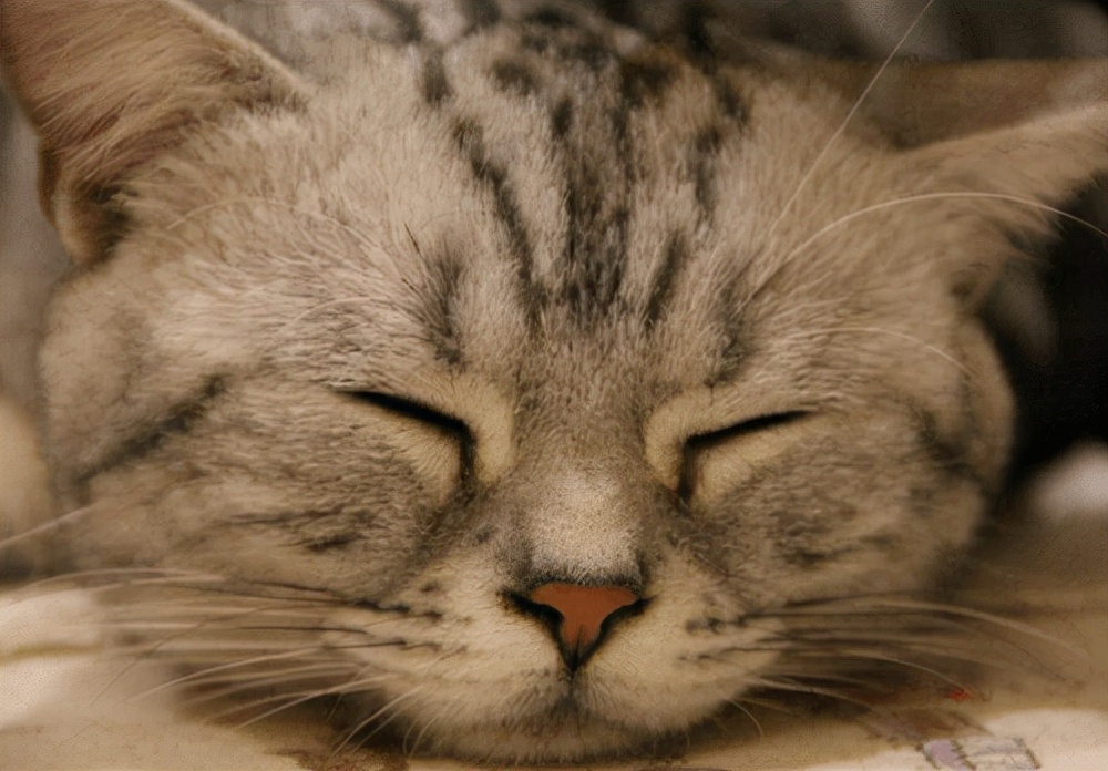 猫咪日记银点,猫咪日记猫咪耳螨严重会怎么样