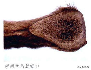 鹿茸造假事件,鹿茸造假手段有哪些