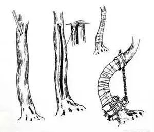 真柏盆景嫁接枝条什么时候拿弯,盆景三弯九拐枝条布局