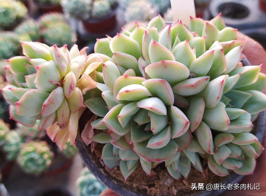 养多肉是个坑,养多肉不为人知的秘密