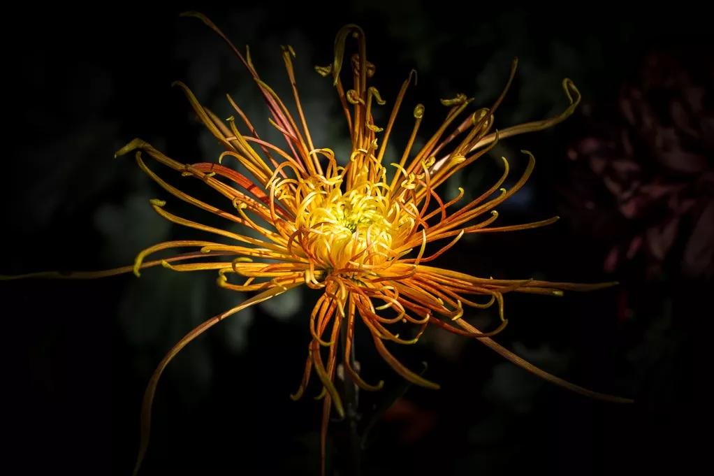 武汉第38届金秋菊展东湖展区,武汉第38届金秋菊展已开幕