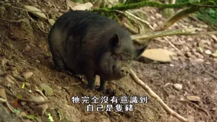 隐居深山30年以种地为生,隐居深山生活养动物