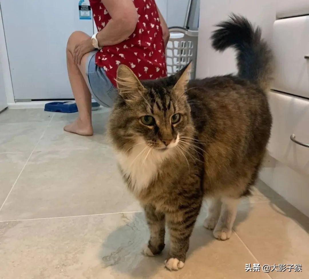 昨晚，我家猫叼来了一件蕾丝内衣…