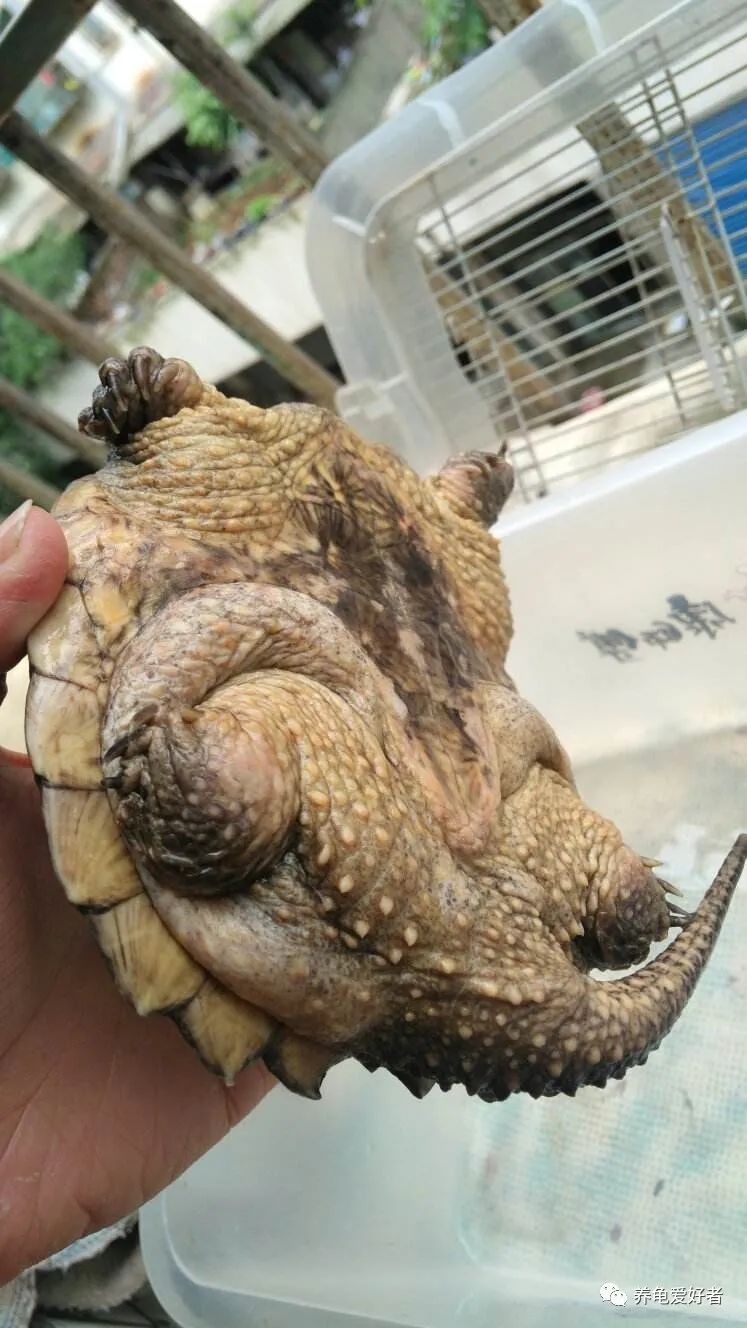 龟水肿但状态特别不好,龟浮肿和水质有关系吗