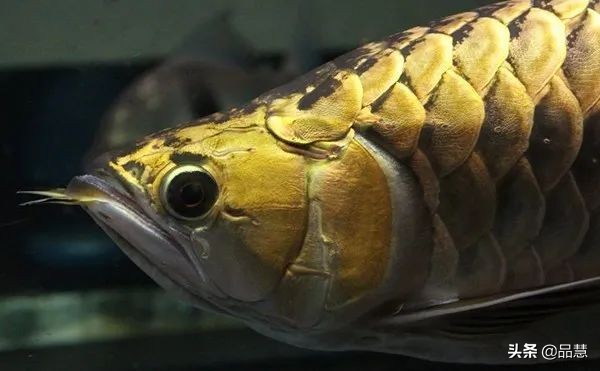 十种便宜又漂亮的龙鱼,一旦拥有别无所求是什么广告