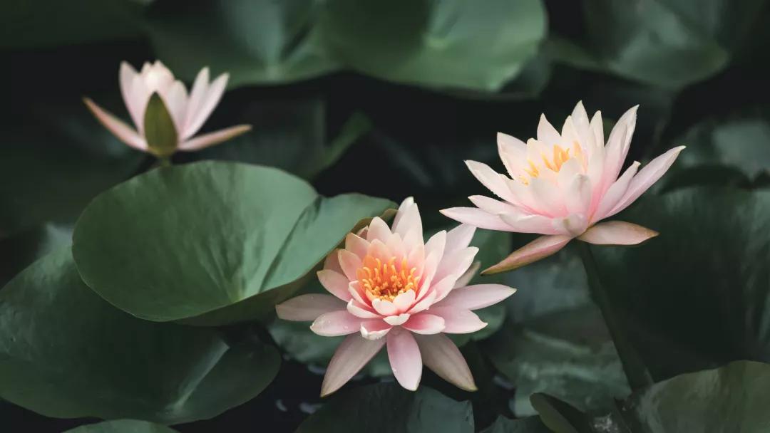 姘寸敓妞嶇墿鑺卞効,姘寸敓妞嶇墿缁挎