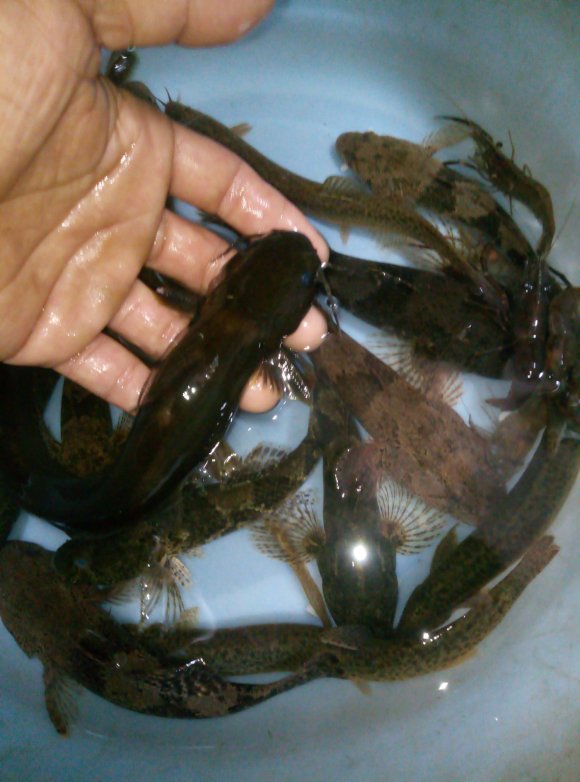 太可惜!广元钓鱼人钓起一些“黑壳小鱼”,见其丑怪丢回水中