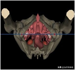 盆底功能障碍的康复——理论基础篇