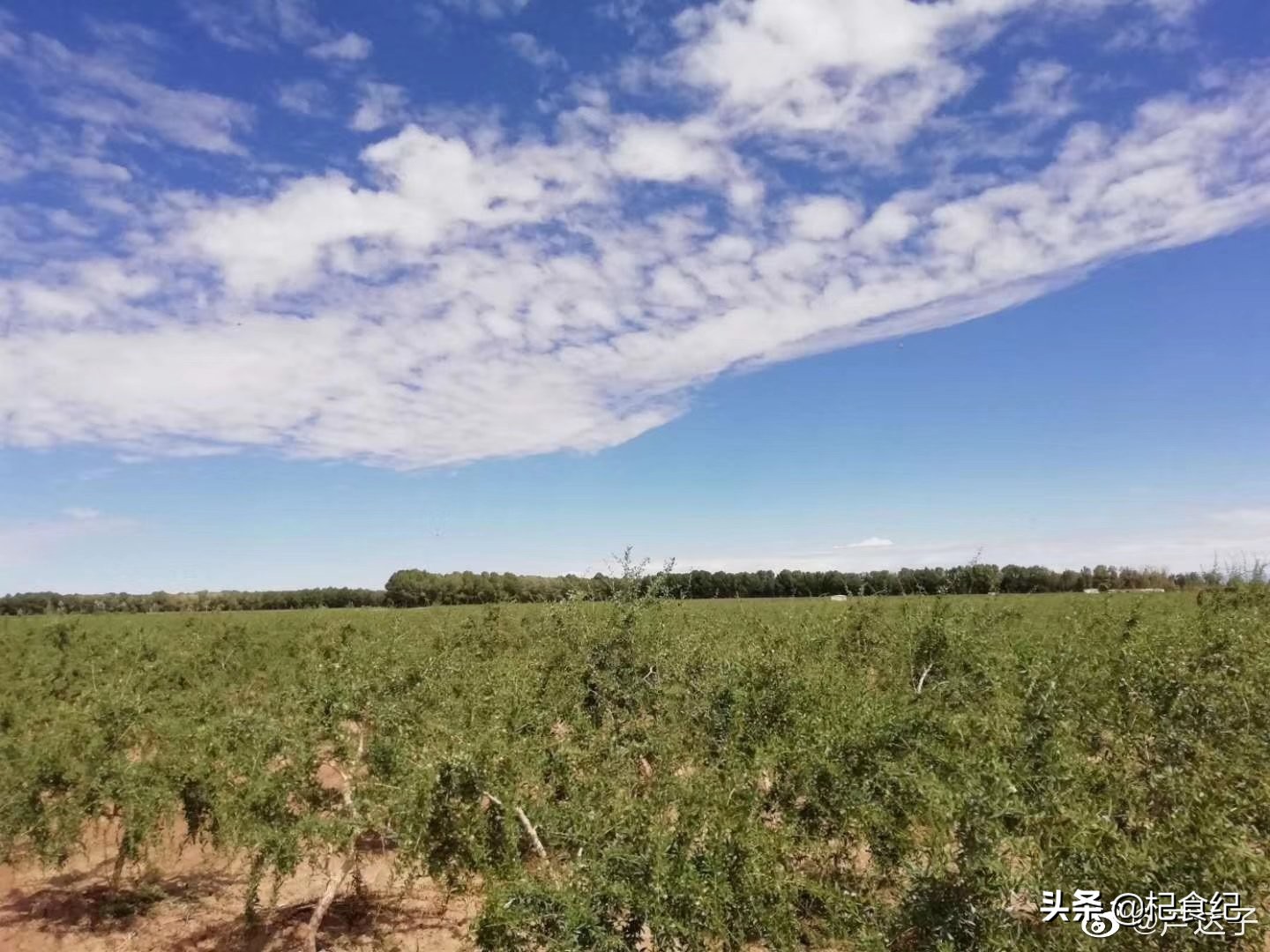 孕育黑枸杞的“瀚海明珠”-诺木洪