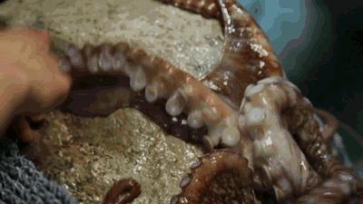 章鱼是不是地球上最聪明的生物 (科学探索章鱼的高智商来自哪里)