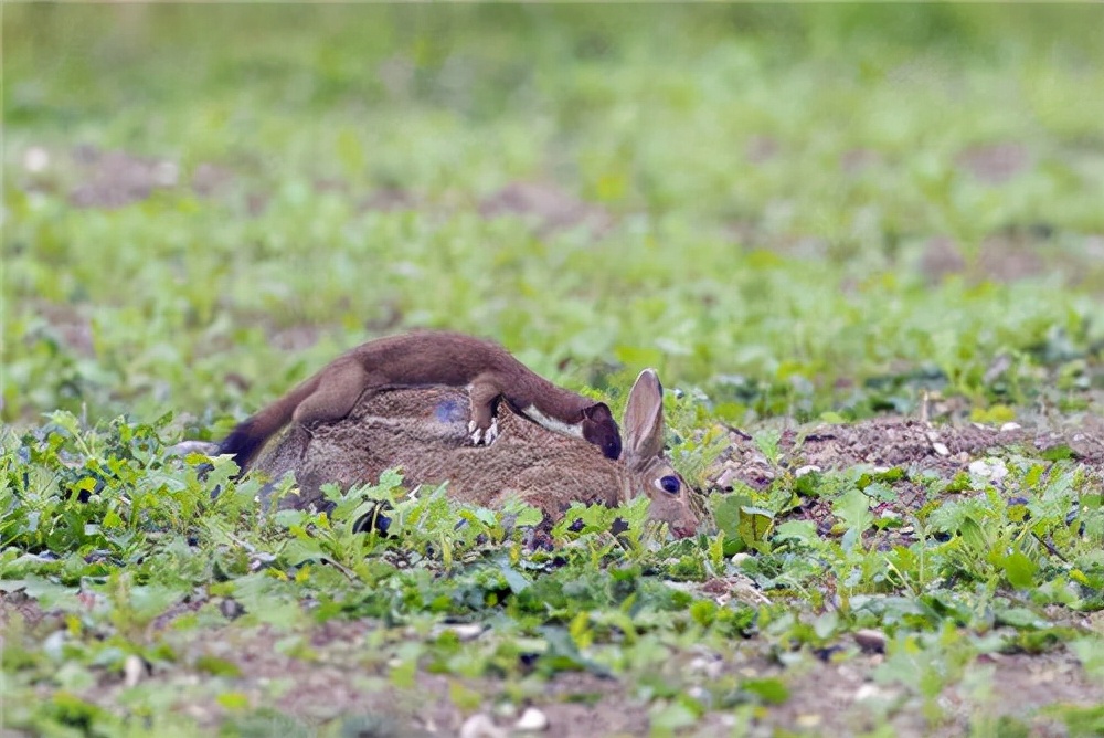 澳洲百亿野兔泛滥成灾,轰炸机都搞不定的它,中国吃货:留几只?