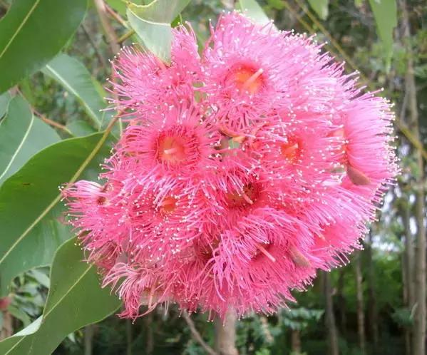 桉树风景图片,西澳桉树花