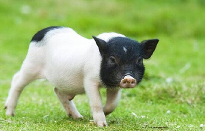 去巴马旅游的感受,第一次去巴马旅游注意什么