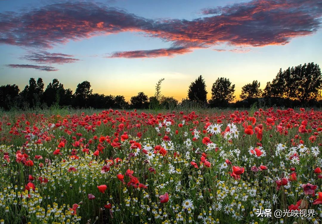 野花的风景,2020国际风景摄影大赛获奖作品