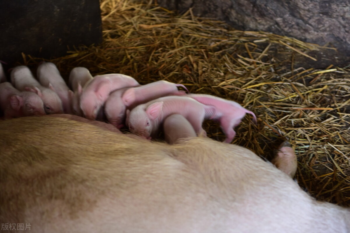 猪关节肿大用什么药治疗最好,保育猪关节肿大的治疗方法