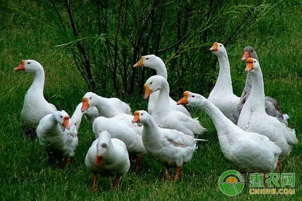 夏季鸭鹅疾病防治,鸭下雨怎么处理