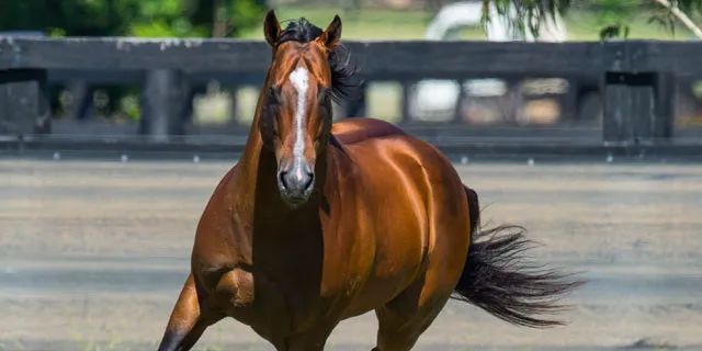 直播卖马，说来就来！世界首次，两天卖3亿！900万天价马中国卖出