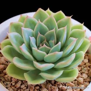 多肉月光和月亮仙子区别,多肉月光美人缀化