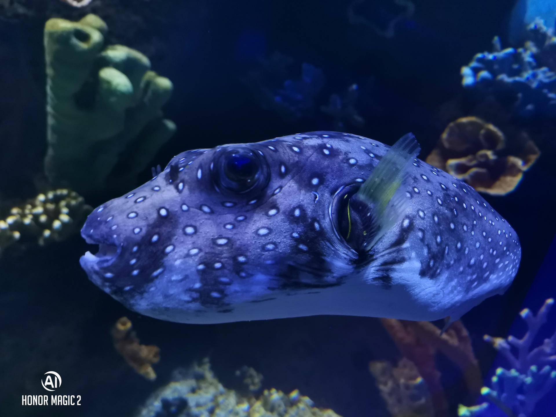 荣耀magic23d感光,体验未来后续